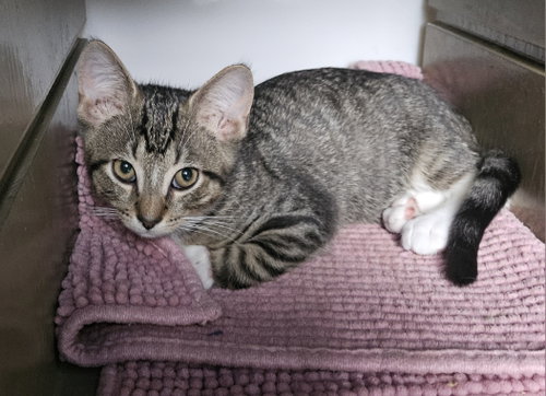 Purrnard, a cat for adoption from Trenton Cats Rescue
