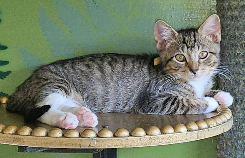 Pawliver