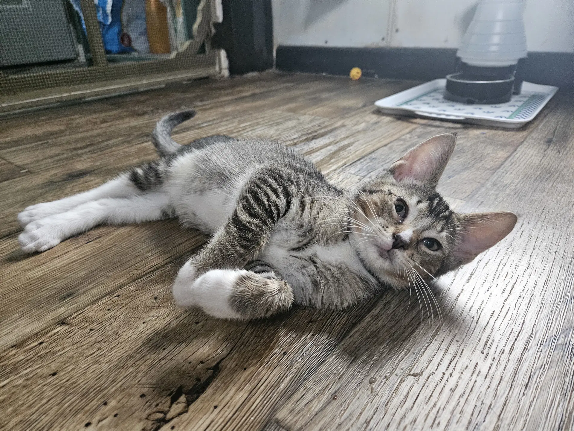 Pawliver - Domestic Short Hair