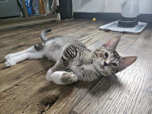 Photo 2 of Pawliver