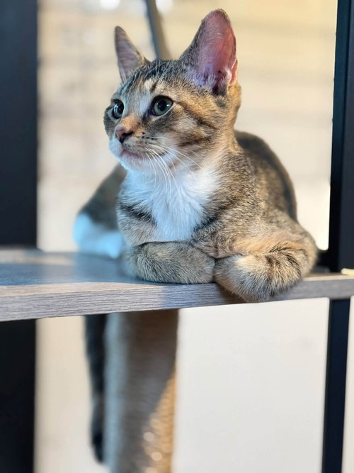 Pawliver