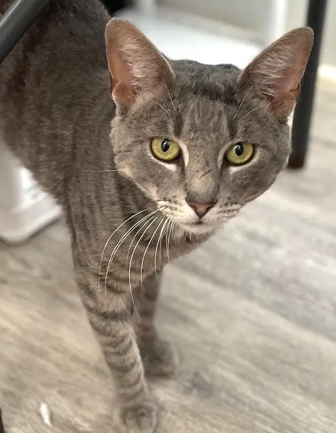 Kaiden - Domestic Short Hair