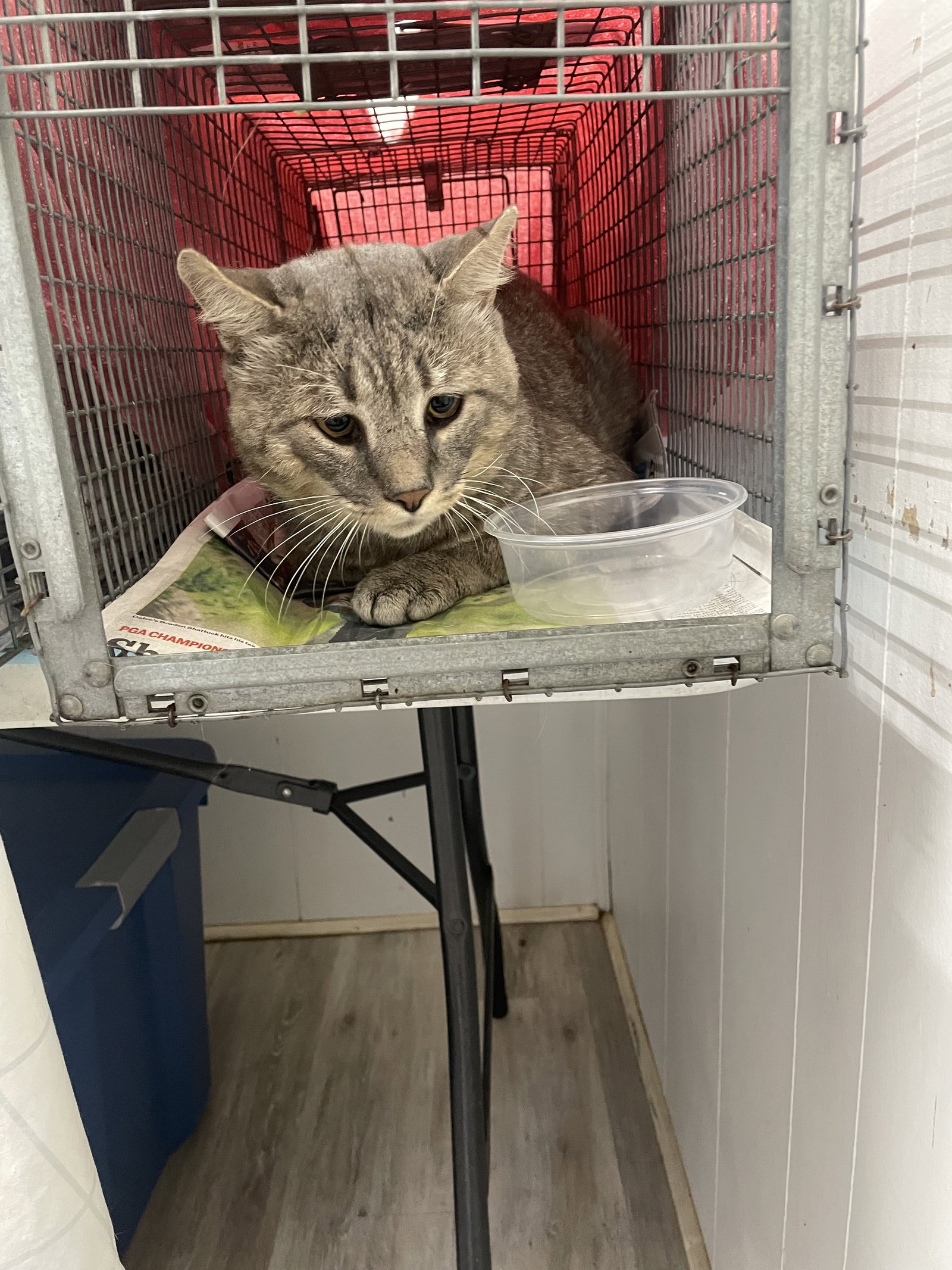 Rossco (FIV+), photo 9