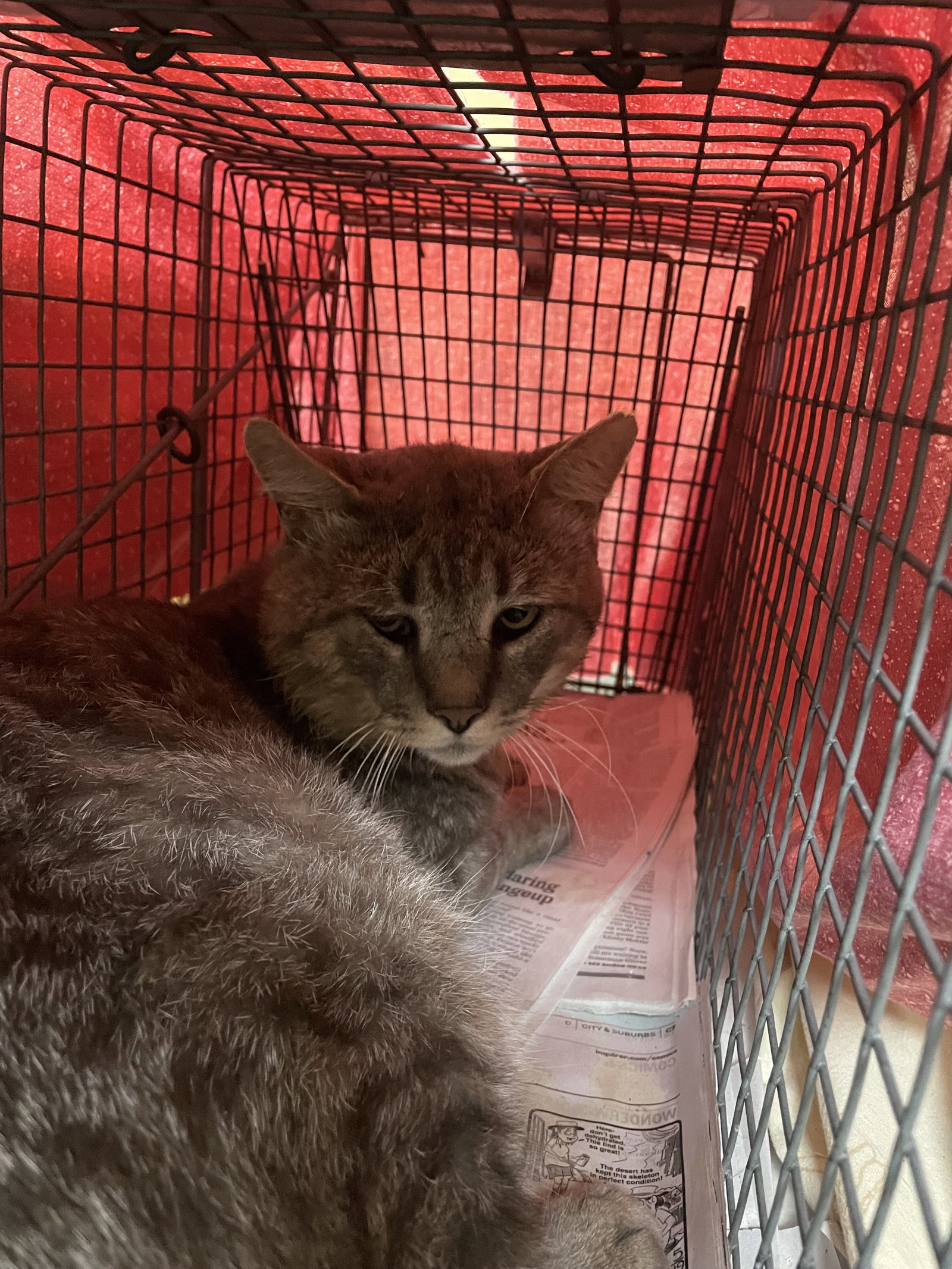 Rossco (FIV+), photo 10