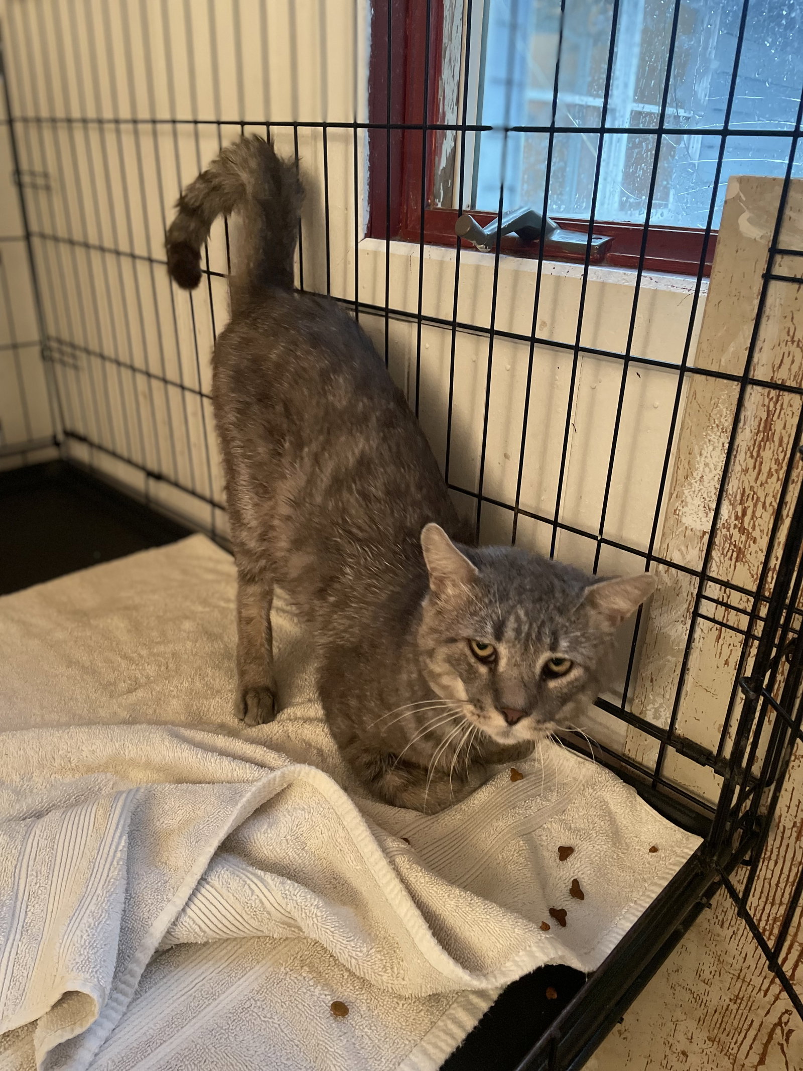 Rossco (FIV+), photo 8