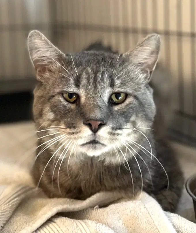 Rossco Fiv - Domestic Short Hair