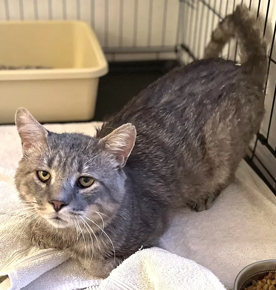 Rossco Fiv image 4