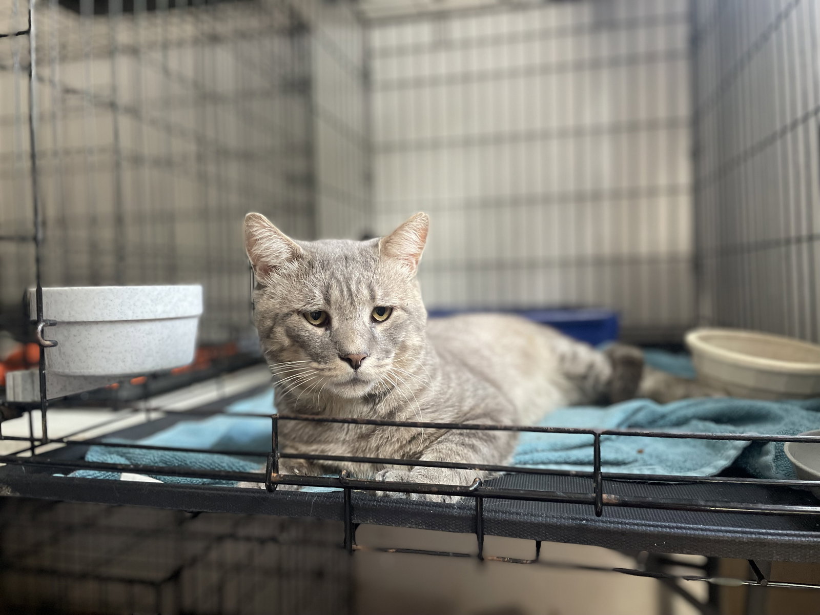 Rossco (FIV+), photo 6