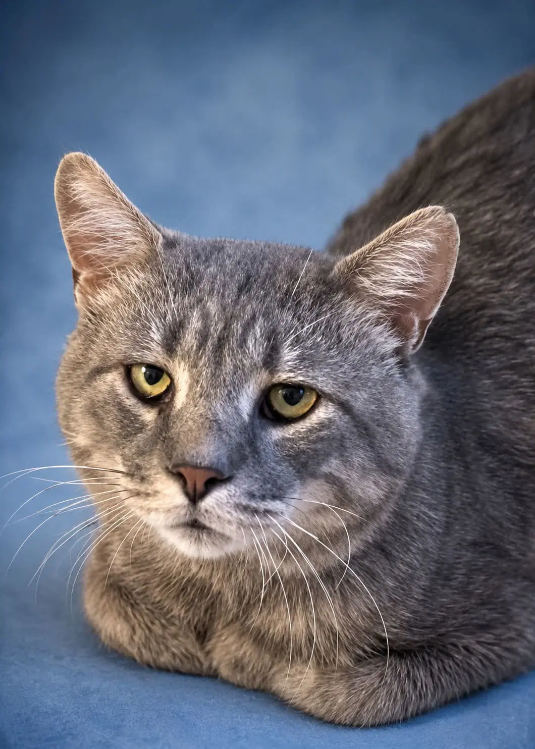 Rossco Fiv image 2