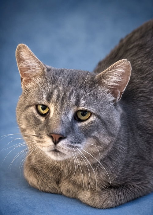 Photo 2 of Rossco (FIV+)