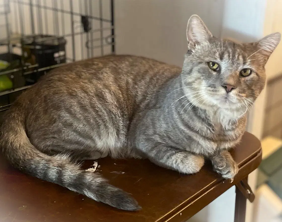 Rossco Fiv image 3