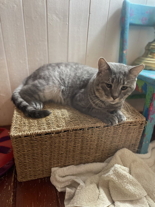 Rossco (FIV+)