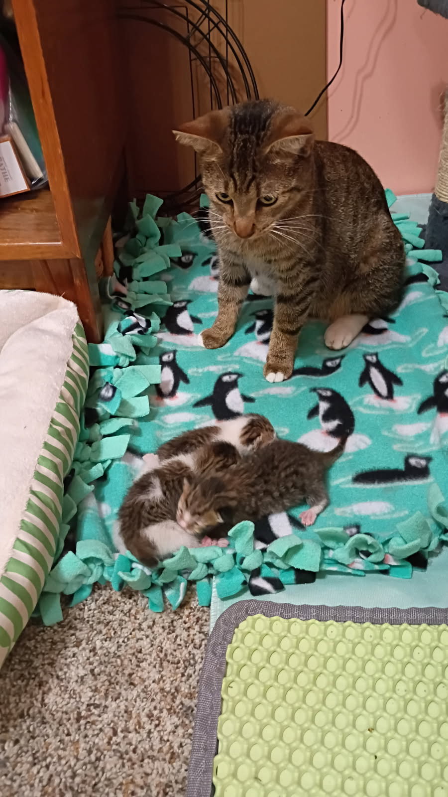 Olive G., cat — photo 1 of 4