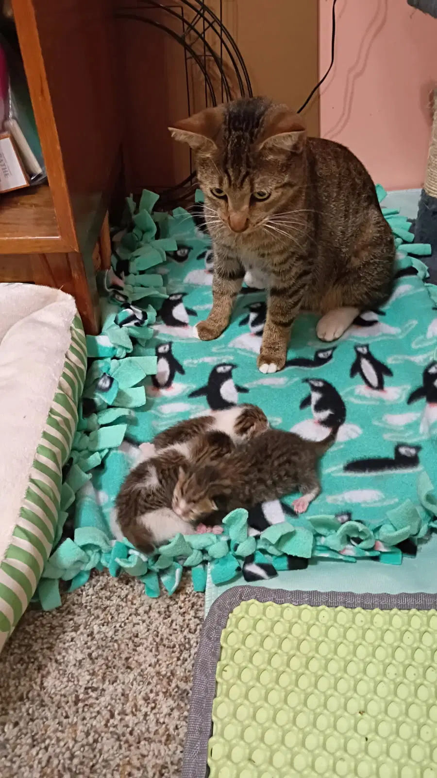 Olive G - Domestic Short Hair