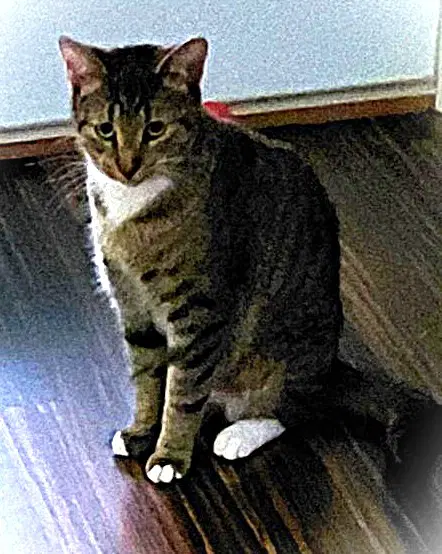 Olive G image 4