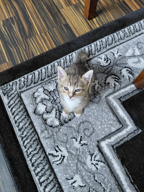 Jenni G., a cat for adoption from Trenton Cats Rescue
