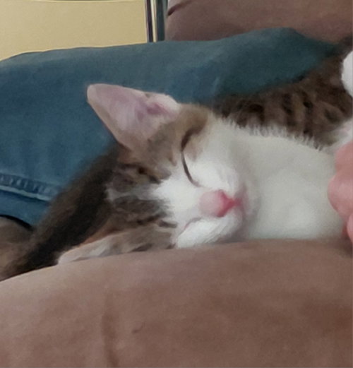Sophia G., a cat for adoption from Trenton Cats Rescue