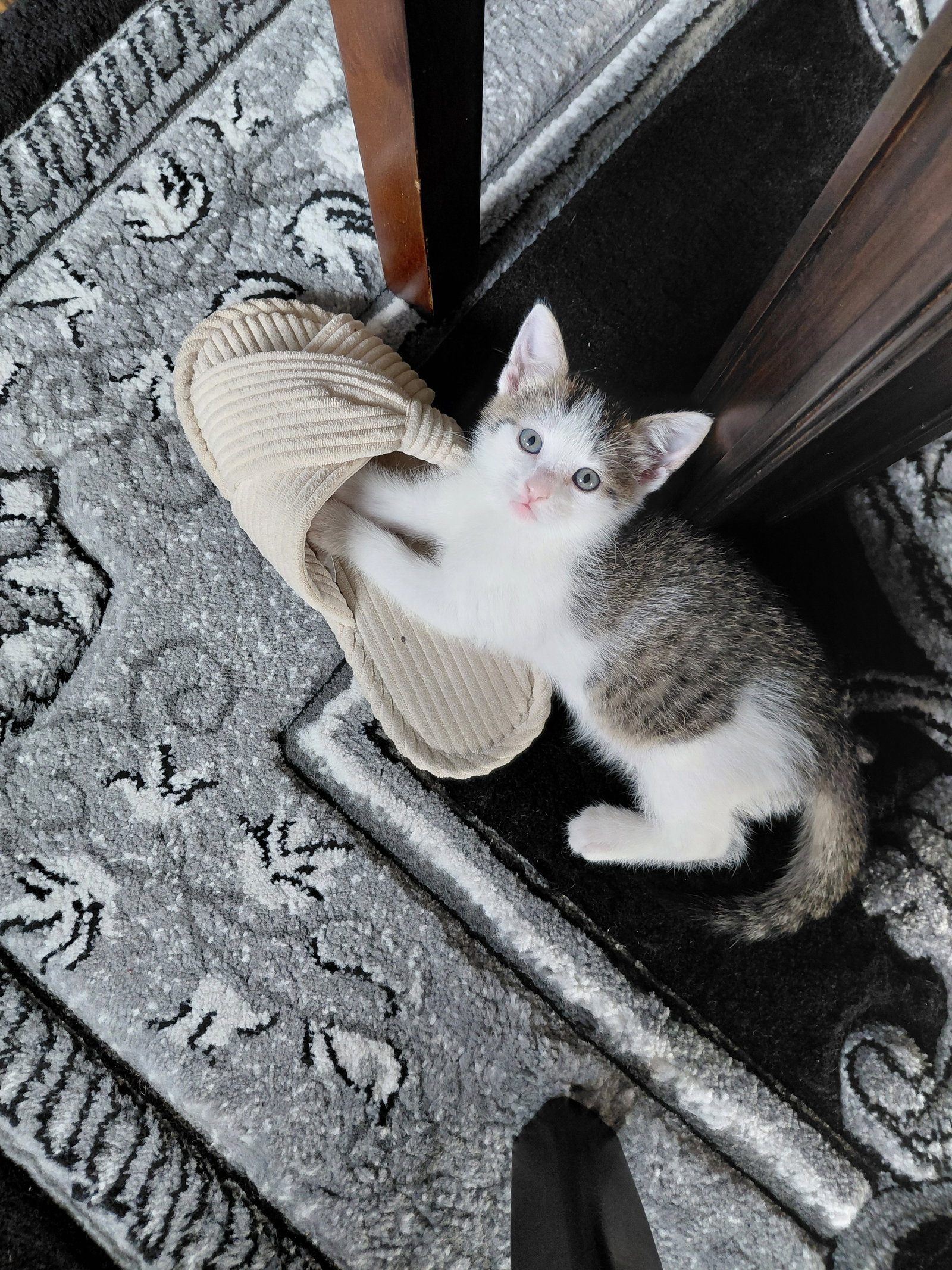 Lily G., cat — photo 1 of 2