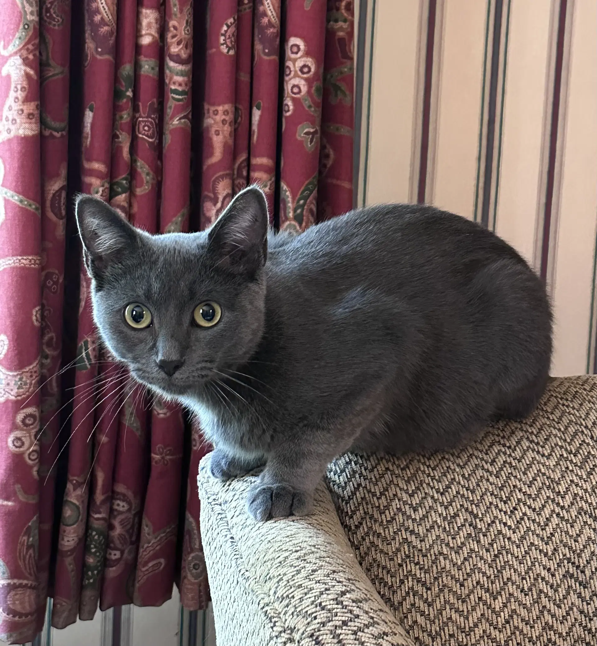 Smokey Blue - Domestic Short Hair