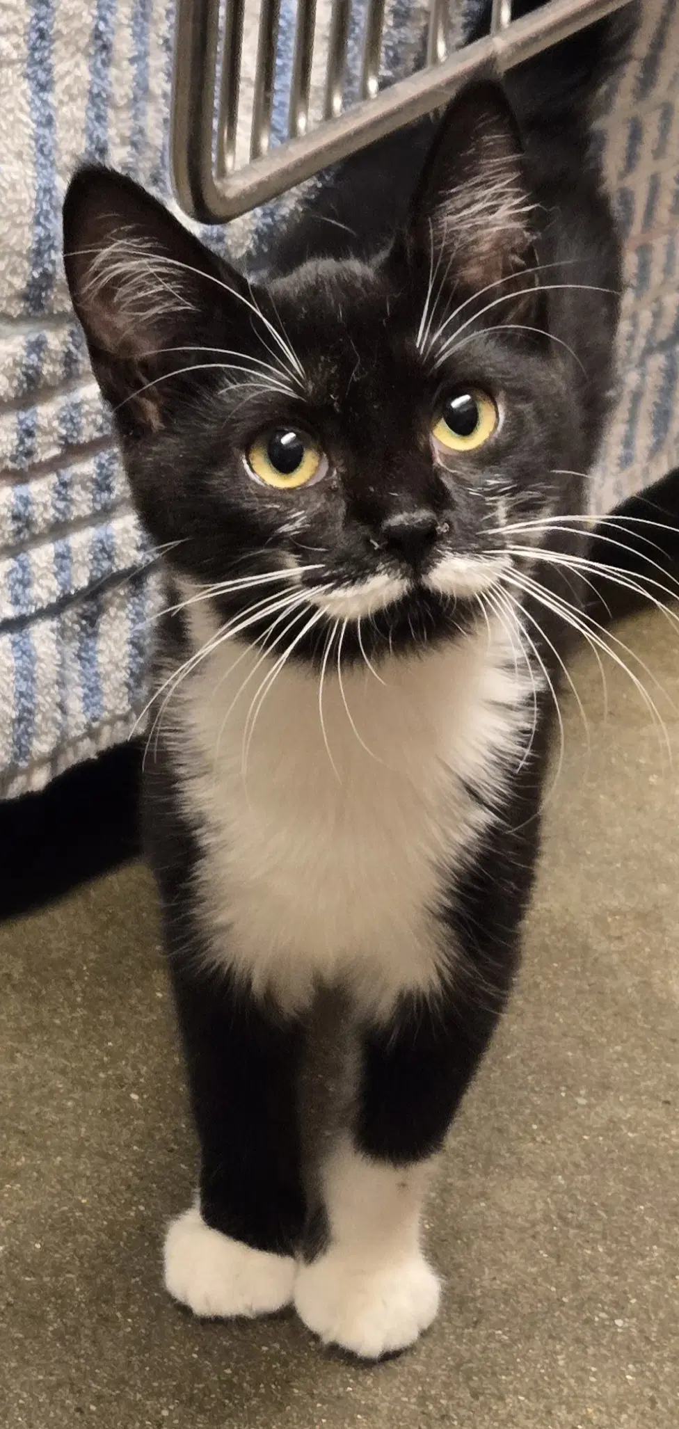 Jelly Mustache And Peanut Butter Spot - Domestic Short Hair