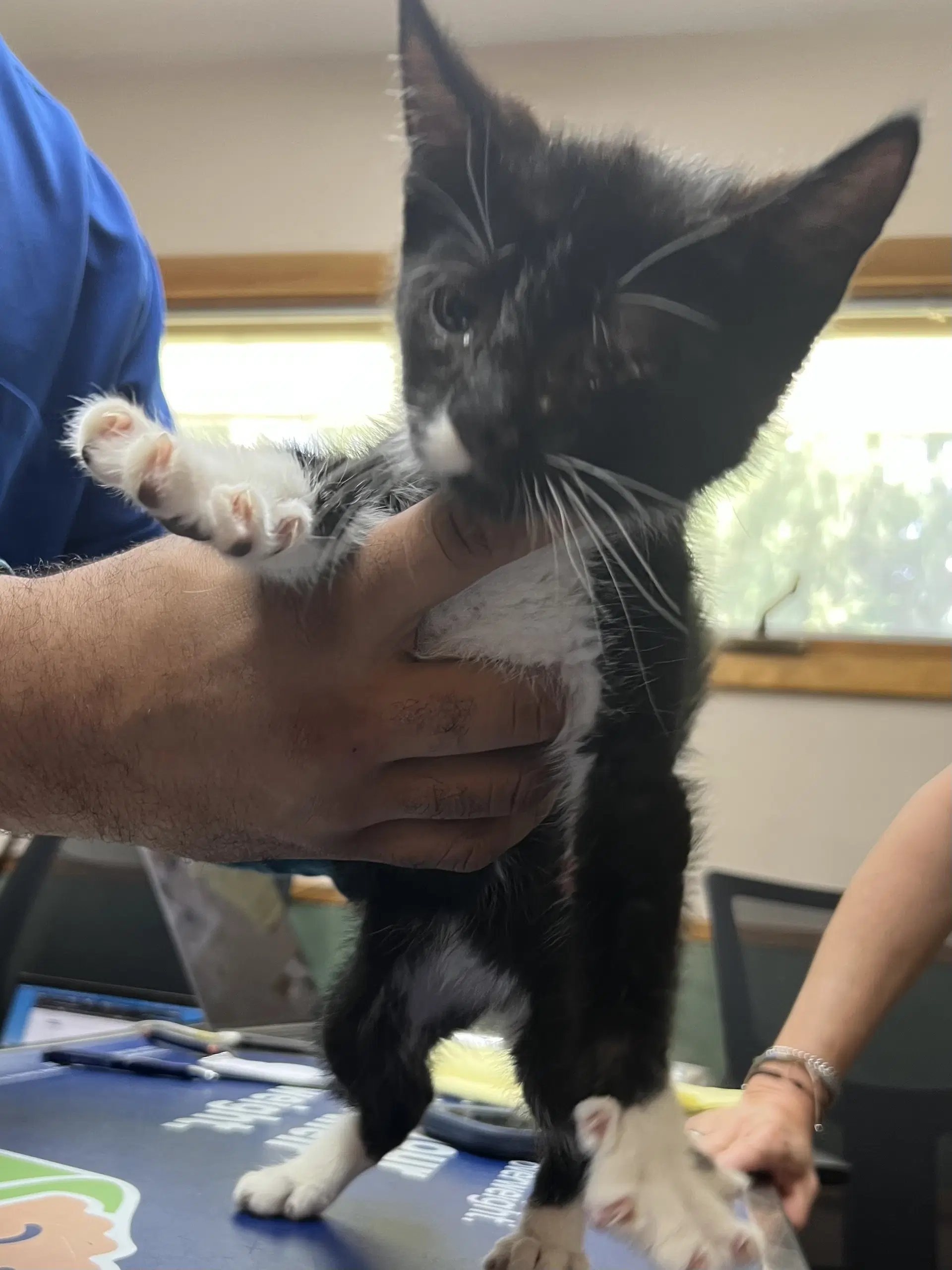 Peanut Butter Spot And Jelly Mustache - Domestic Short Hair