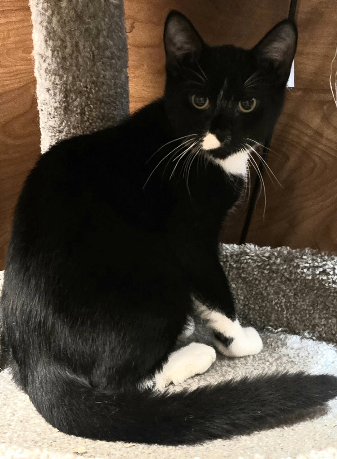 Peanut Butter Spot (and Jelly Mustache), cat