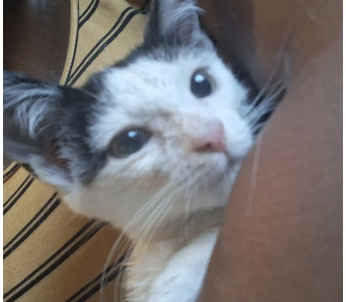 Xbox - Domestic Short Hair