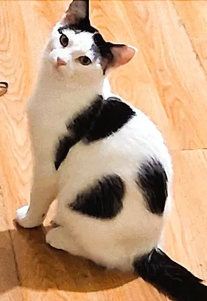 Playstation - Domestic Short Hair