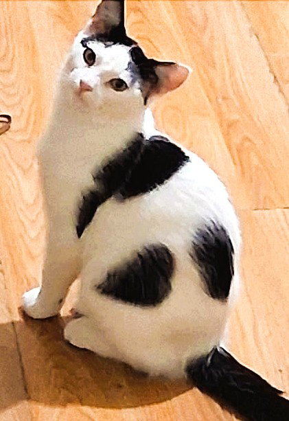 picture of the cat needing adoption