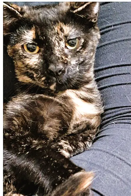 Nintendo - Domestic Short Hair