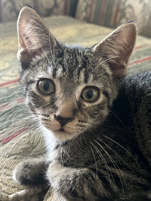 picture of the cat needing adoption