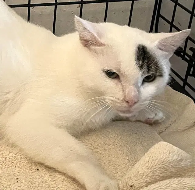 Shailynn - Domestic Short Hair
