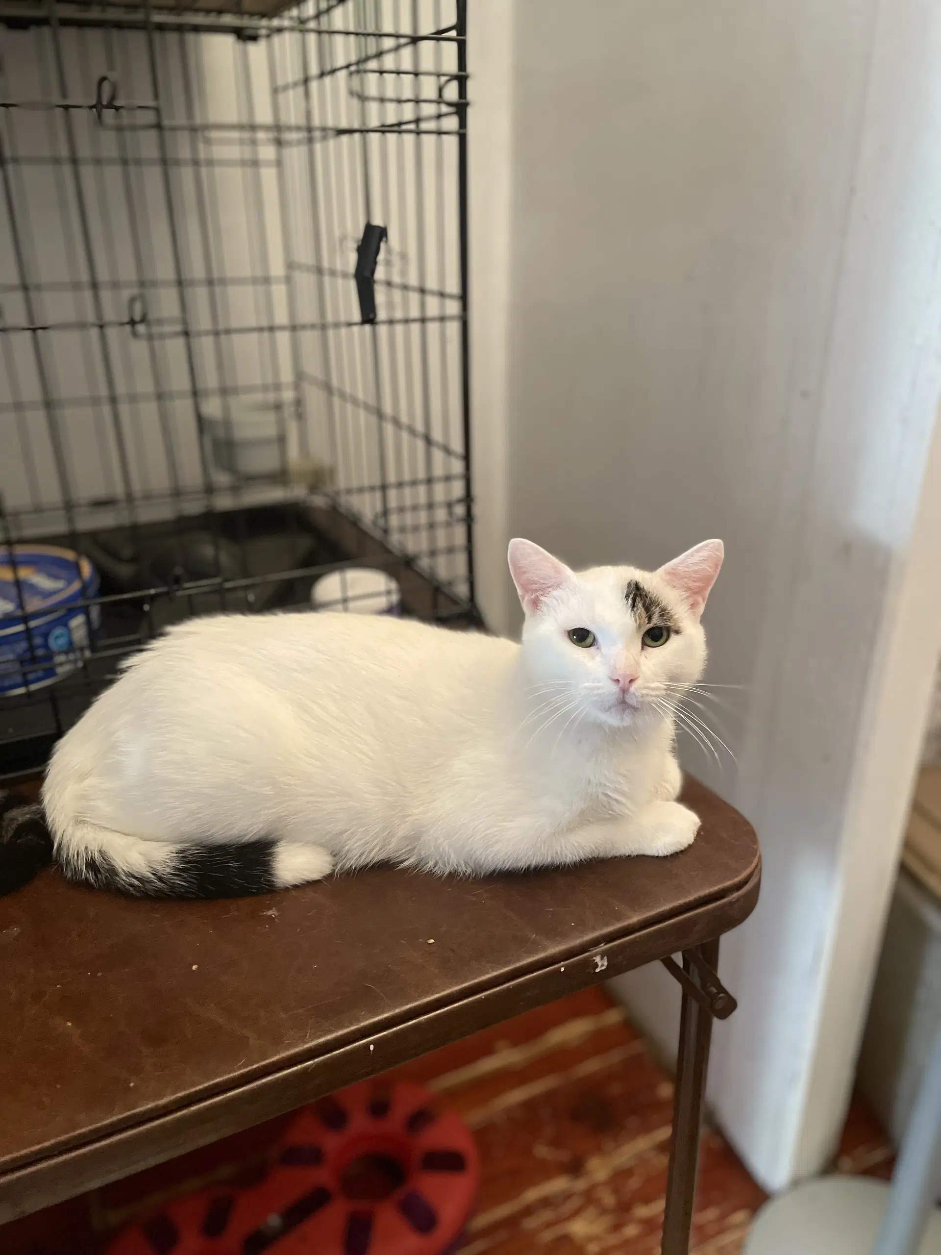 Shailynn - Domestic Short Hair