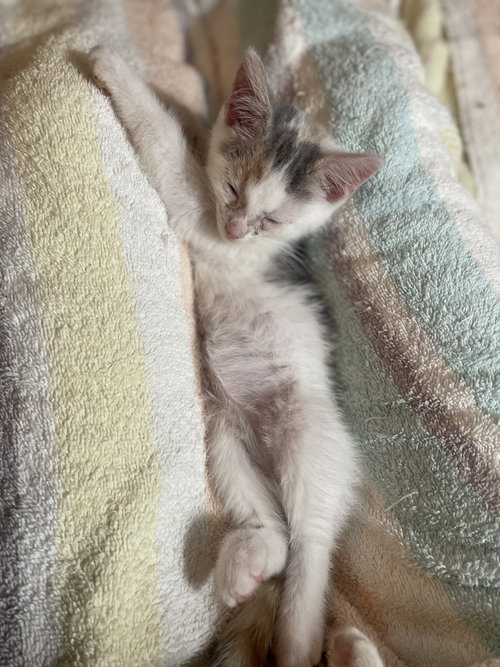 Photo 5 of Saphira