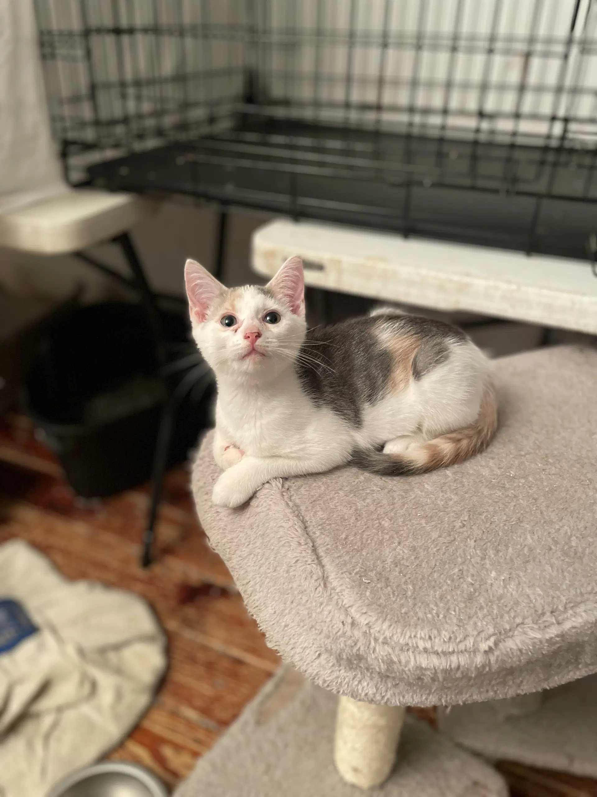 Saphira image 3