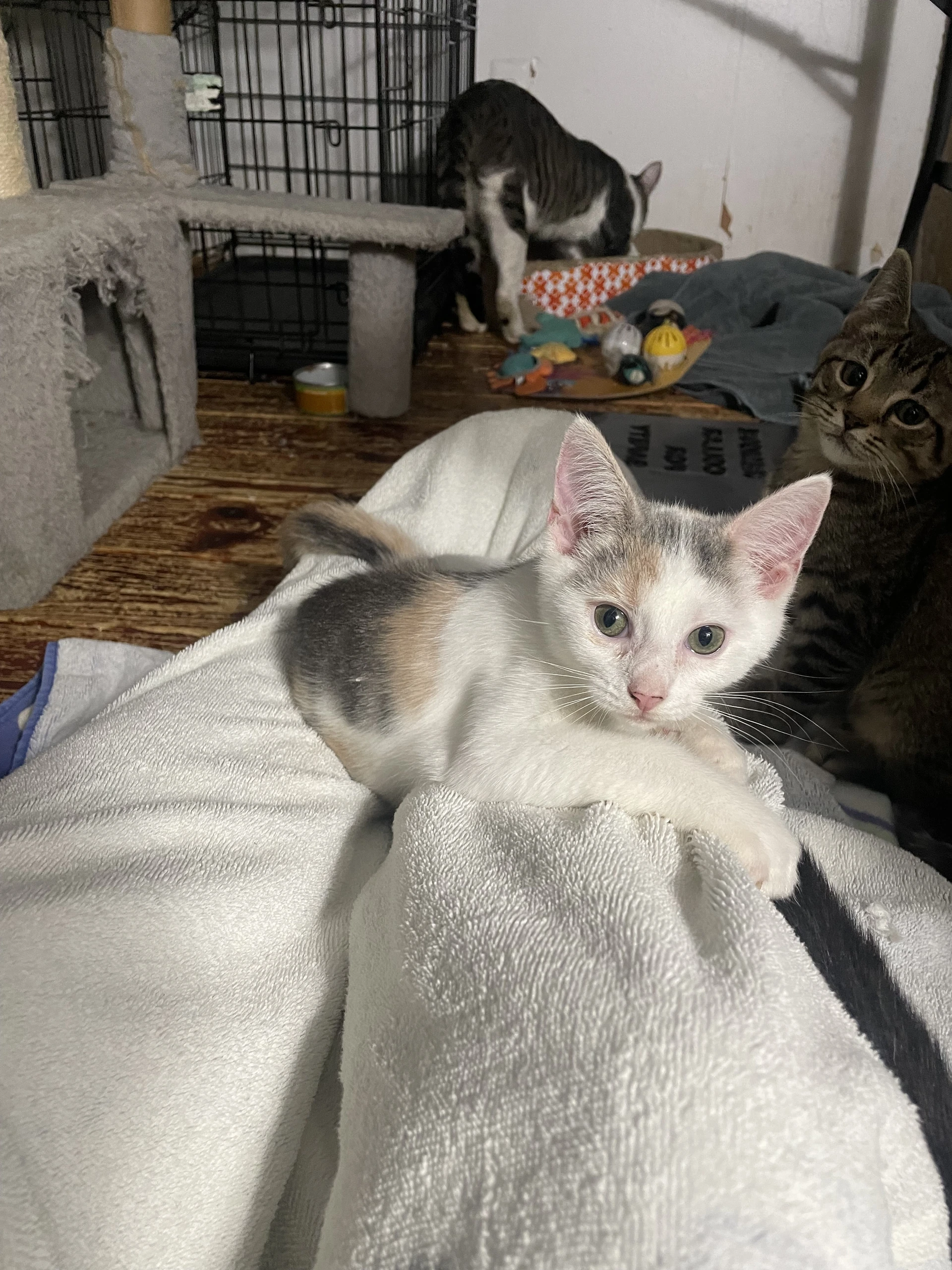 Saphira