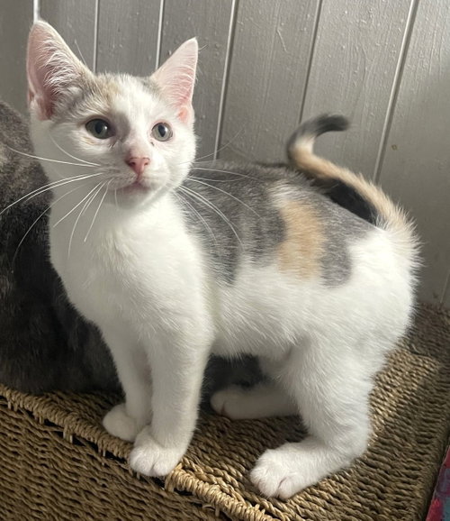 Saphira, a cat for adoption from Trenton Cats Rescue