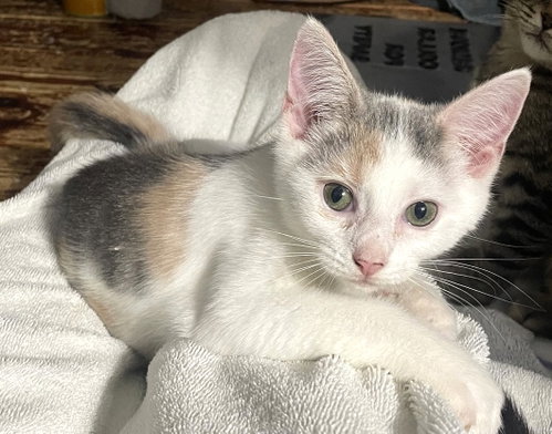 Photo 2 of Saphira