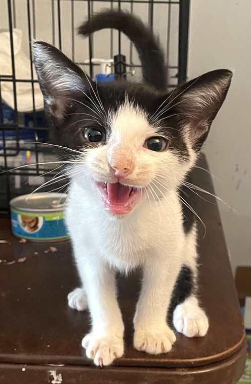 Belerian, a cat for adoption from Trenton Cats Rescue