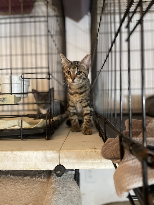 Norberta, a cat for adoption from Trenton Cats Rescue