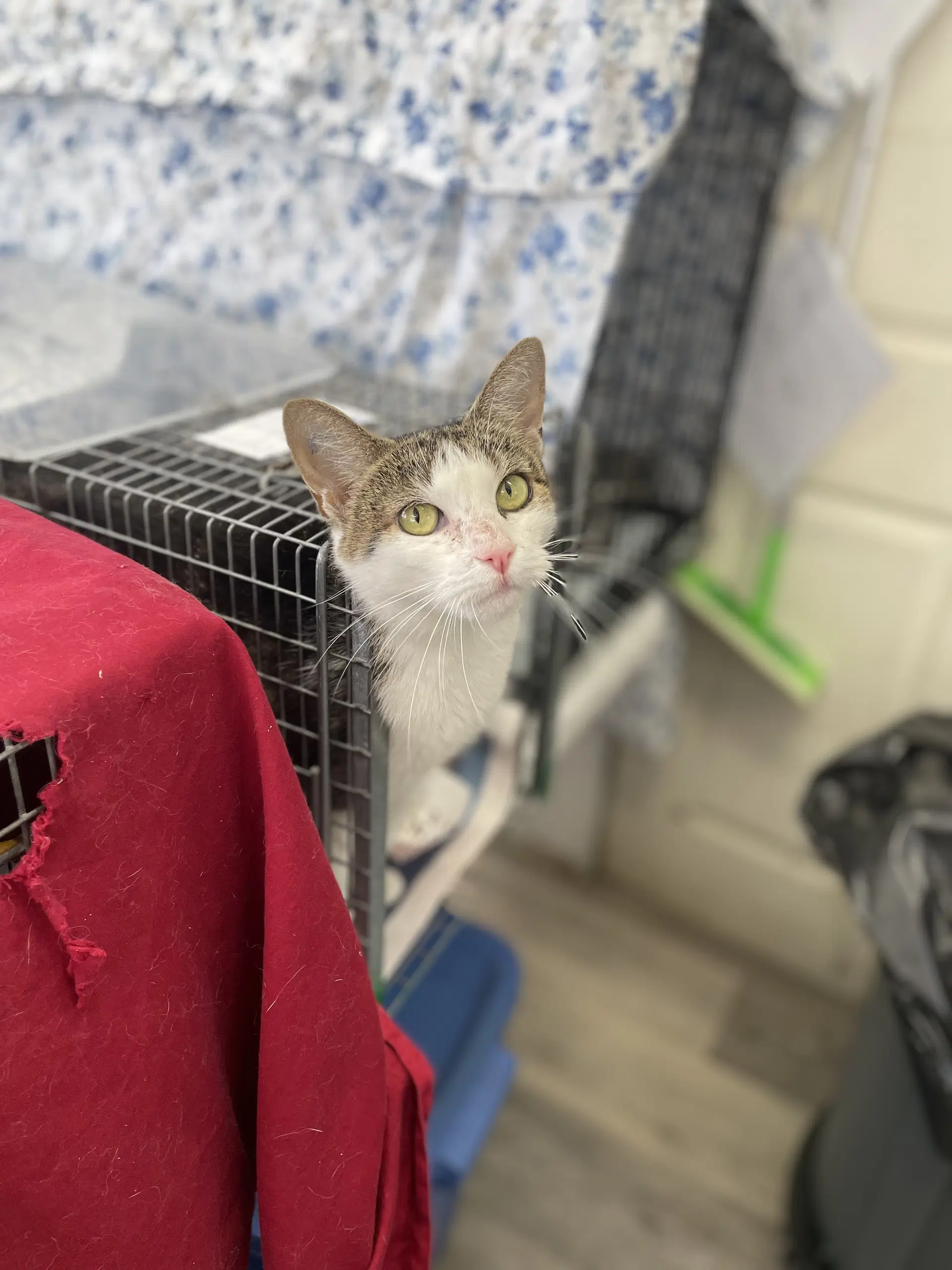 Fiona R - Domestic Short Hair