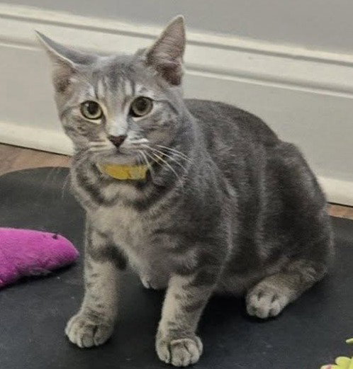 picture of the cat needing adoption