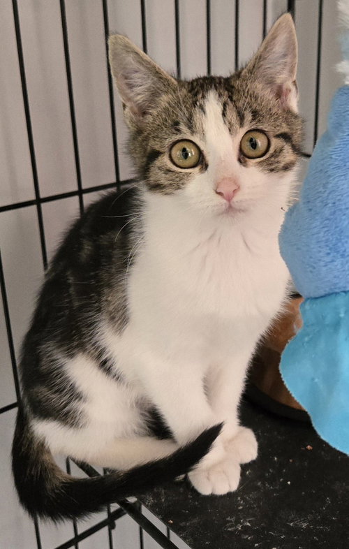 picture of the cat needing adoption