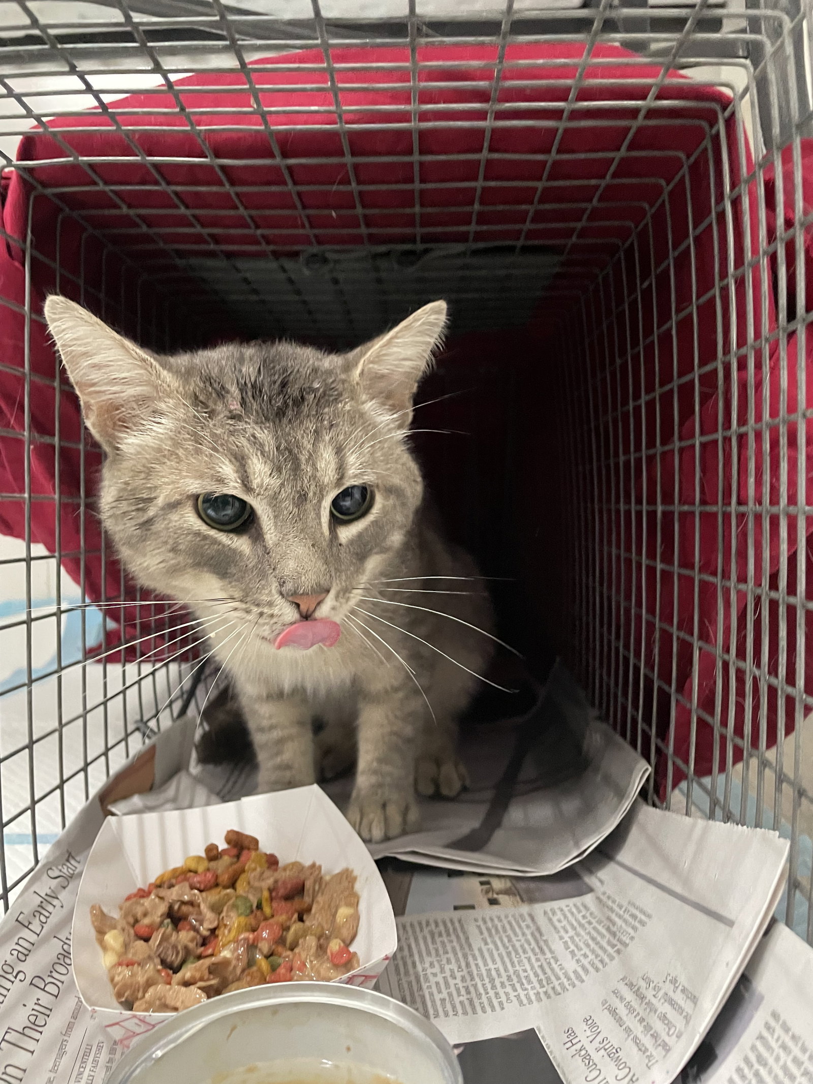 Dan (FIV+), photo 8
