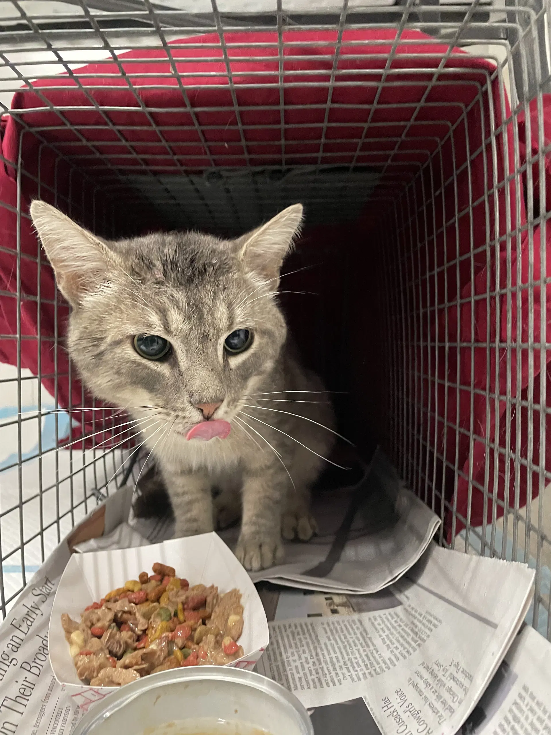 Dan Fiv image 4