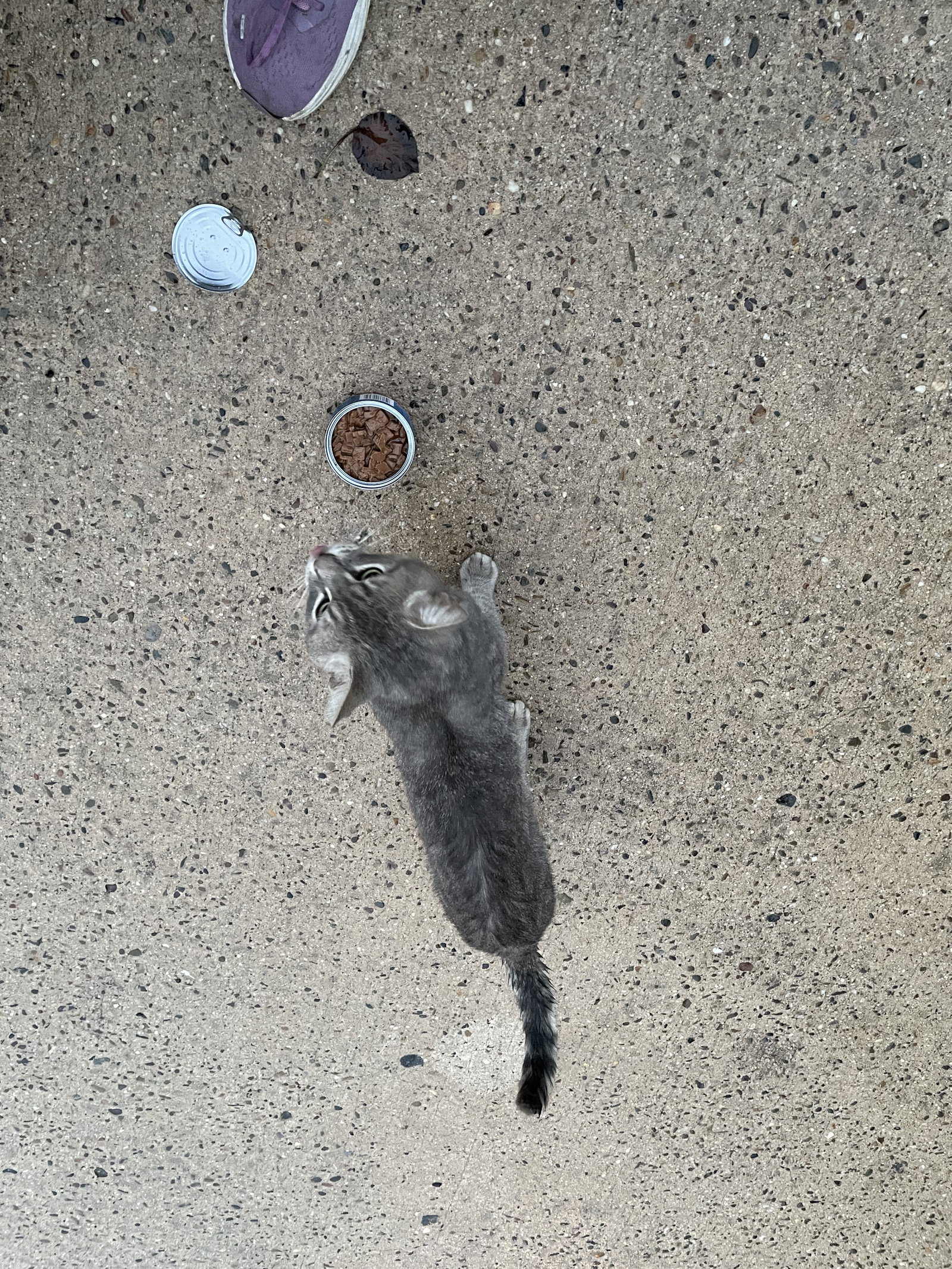 Dan (FIV+), photo 9