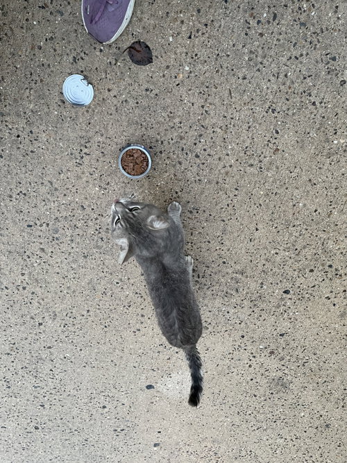 Photo 5 of Dan (FIV+)