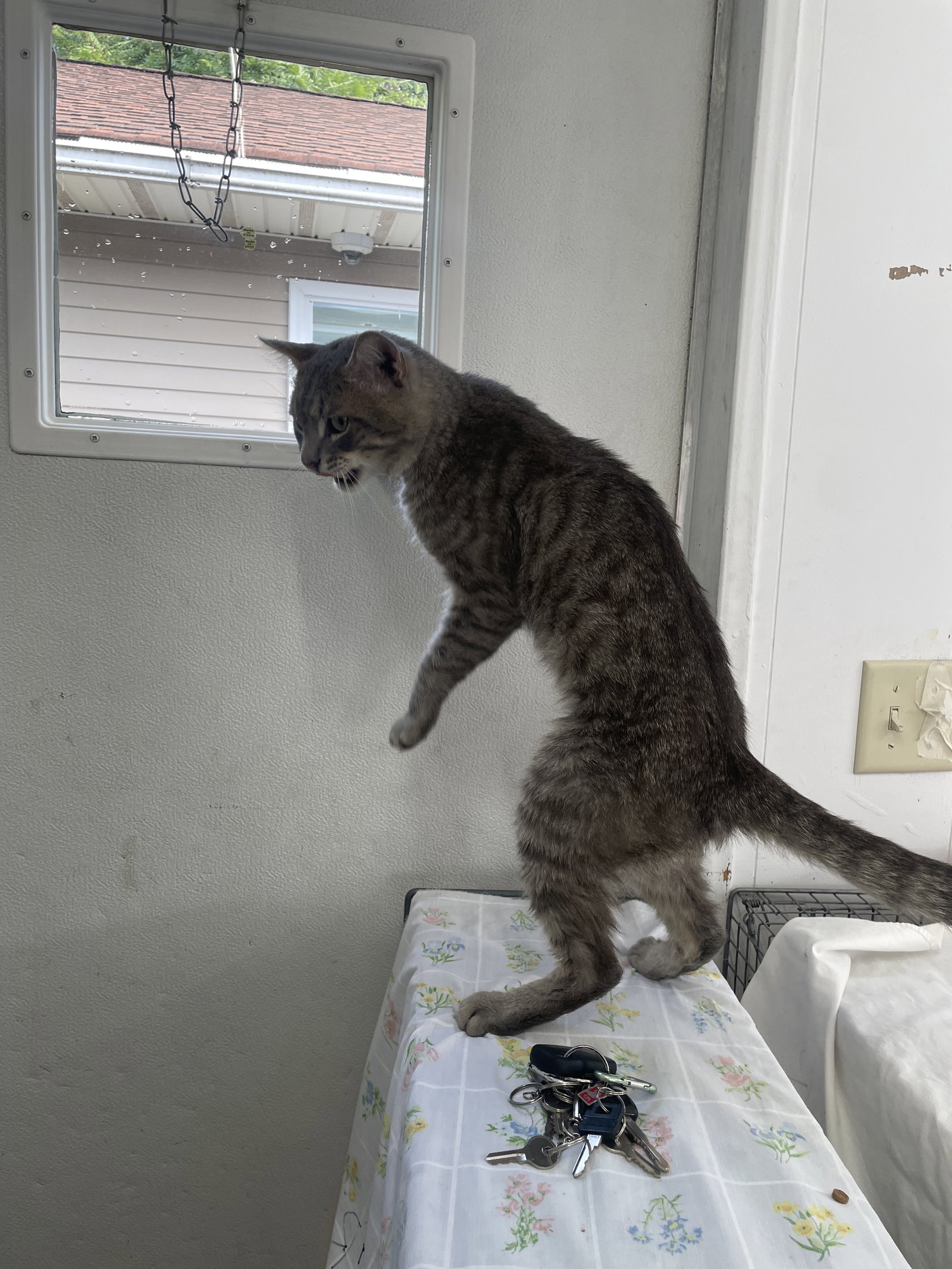Dan (FIV+), photo 7