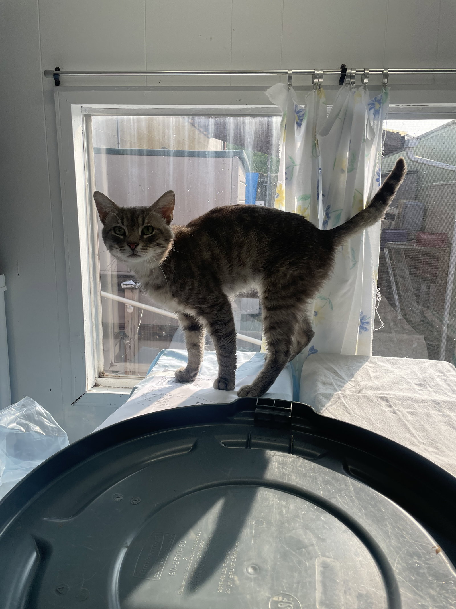 Dan (FIV+), photo 6