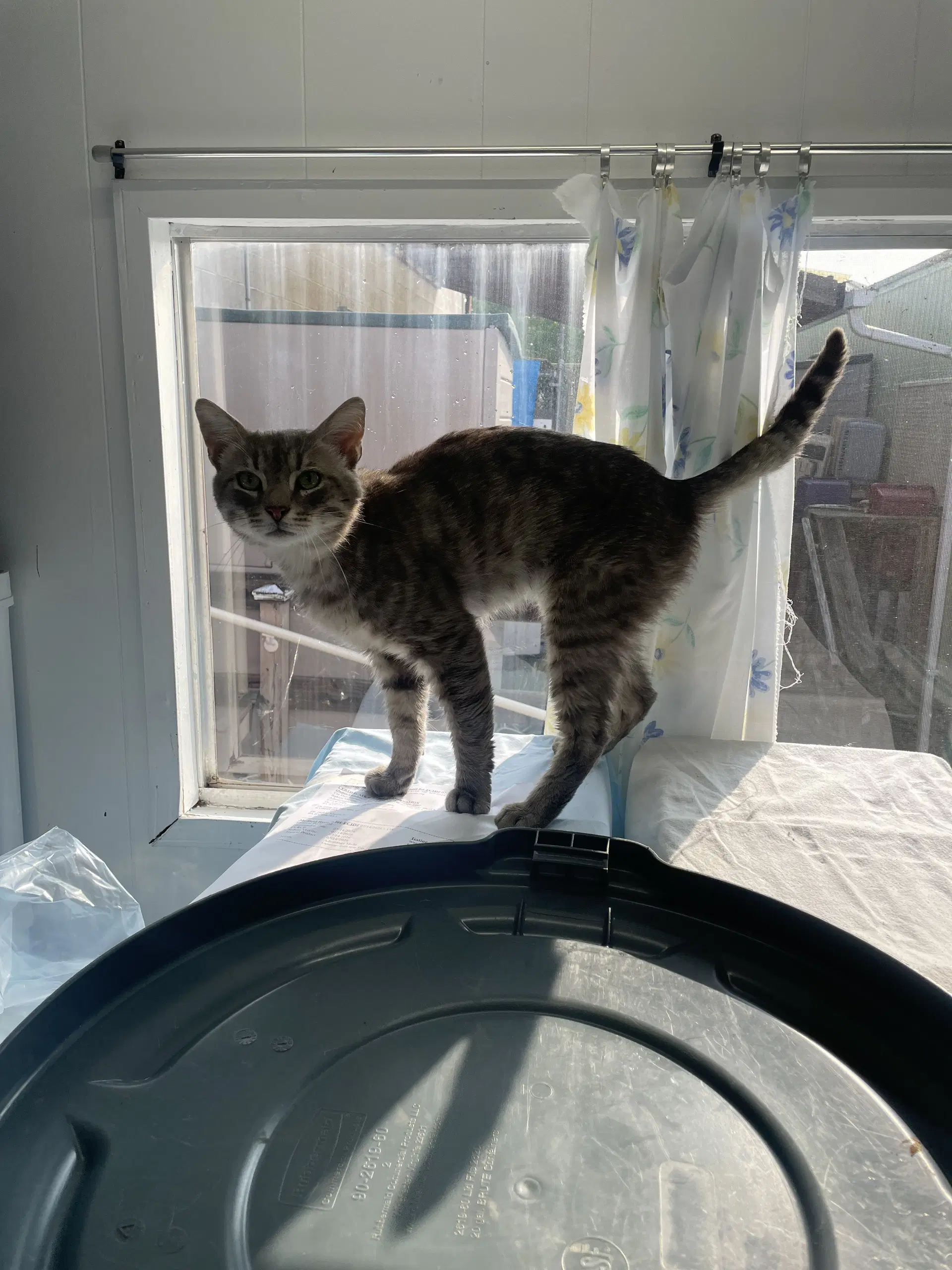 Dan Fiv image 2